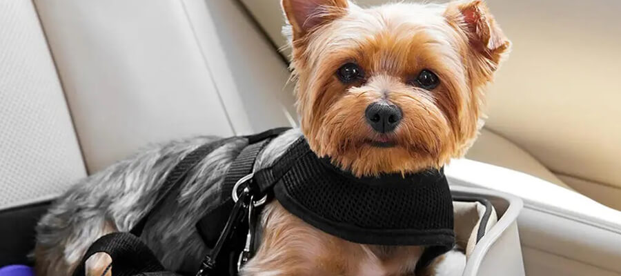 How to Handle Your Dog’s Anxiety When Traveling